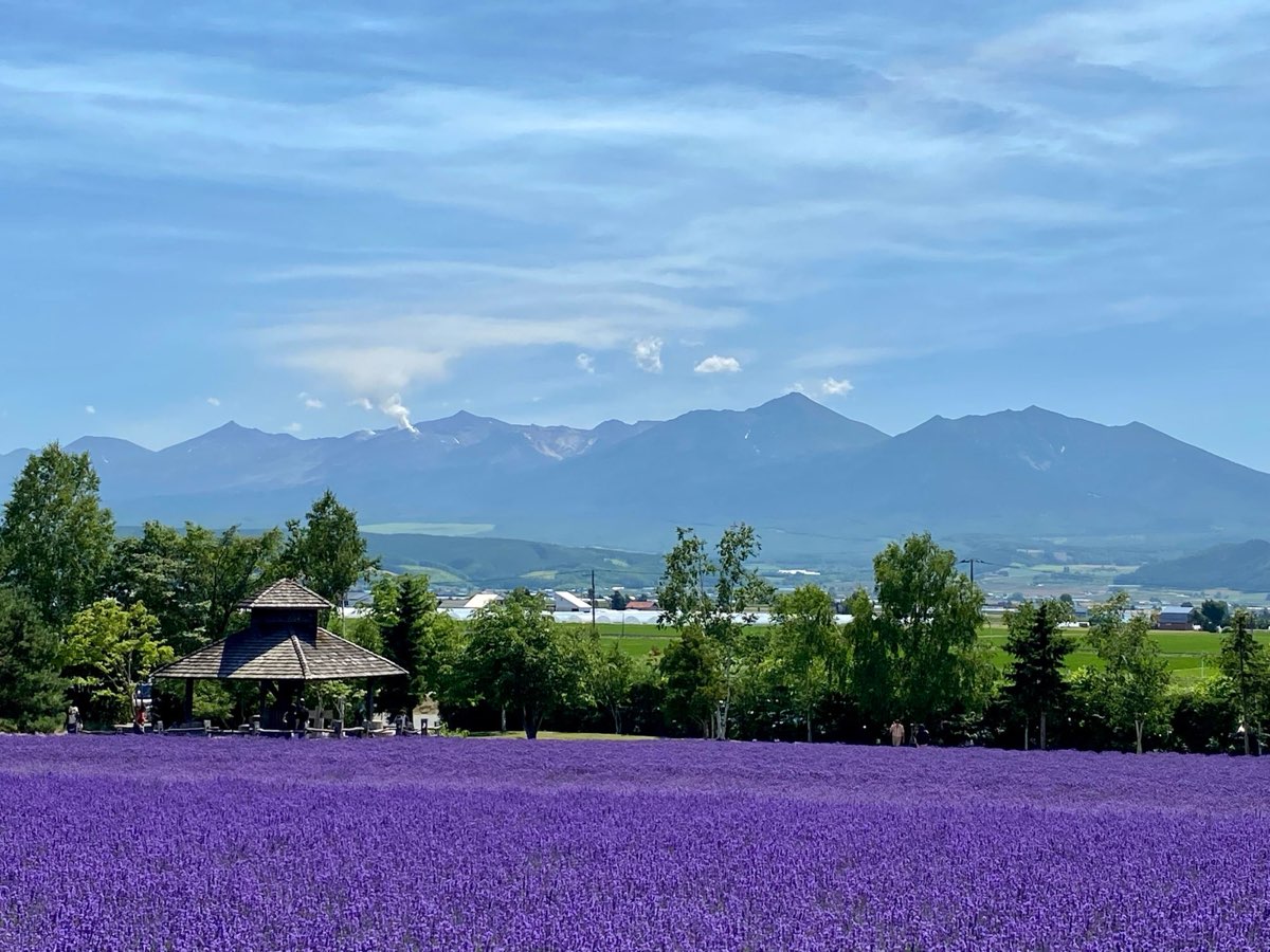 山並みを望む北海道のラベンダー畑｜上川エリアの豊かな四季